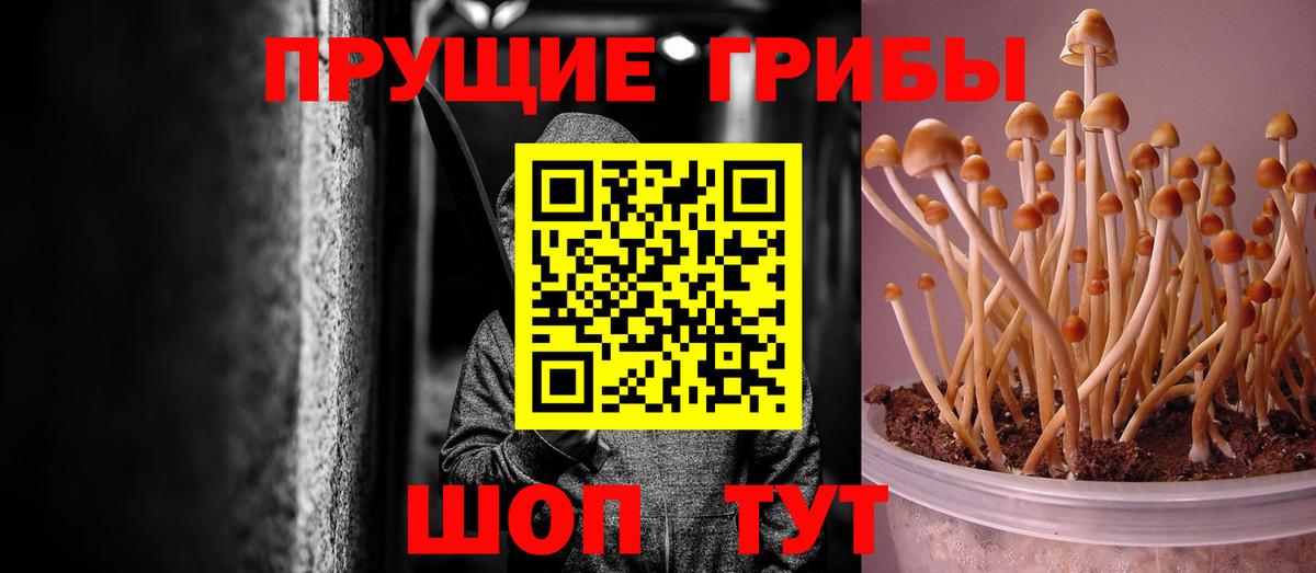 Галлюциногенные грибы Magic Shrooms  Вход с VPN  Сургут  Галлюциногенные грибы Psilocybine cubensis 